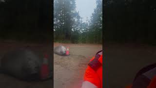 Seal Getting Cozy Next to Traffic Cone