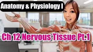 Ch 12 Nervous Tissue Part 1 Wealth