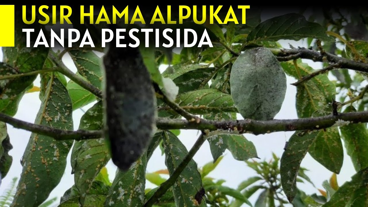 🥑Tanam REFUGIA Untuk Mencegah Hama Menyerang Pohon Alpukat Anda‼️