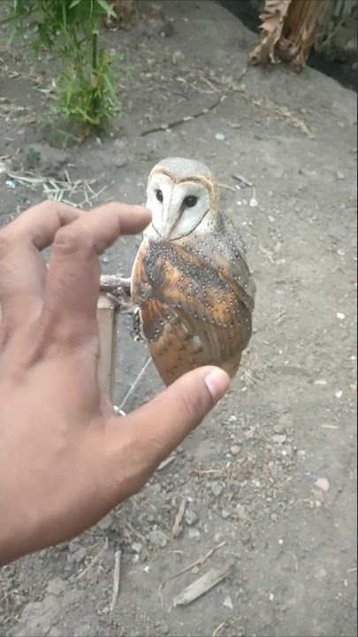 tyto Alba (owl) bisa berakibat fatal #shortvideo