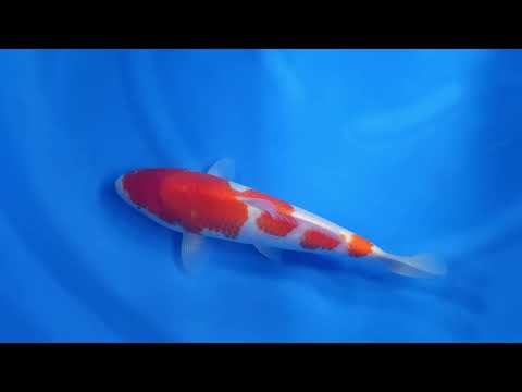 GK-3649 - Kohaku - Dainichi