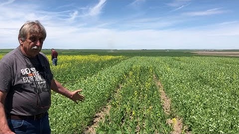 Pea-Ola (Pea/Canola Mixes) field tour