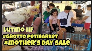 #Grotto petmarket#mothers day sale sa grotto#handfeed na lutino cockatiel#murang aso ni boss Alvin😱🤩 by jake ajusi 2,411 views 2 weeks ago 54 minutes