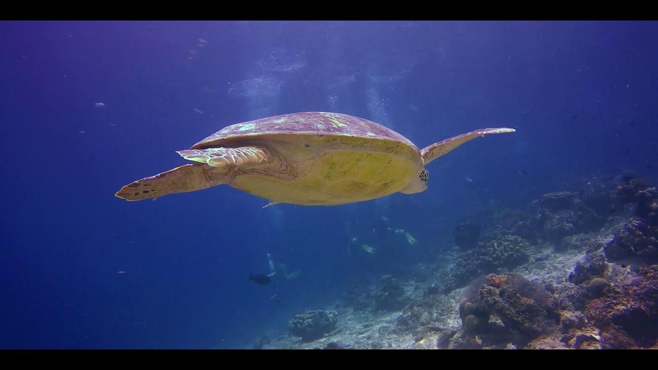 Borneo- Jungle Diving
