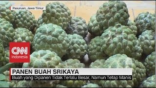 Petani Buah Srikaya di Pasuruan Panen Dua Kali Lipat