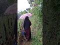 berjalan di tengah hutan #kangutub #cabinbliss #asmr #survival #nature #forestambience #rainsounds