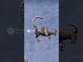 Snow Leopard Leaps from Cliff to Hunt Mountain Goat ❄️🐐 雪豹が断崖からヤギに飛びかかる!#snowleopards #wildhunter