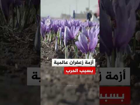 أزمة الزعفران.. كيف تهدد حرب "هرمز" واحداً من أغلى توابل العالم؟
