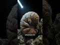 This creature is indestructible | Tartigrade