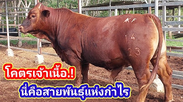 โคตรเจ้าเนื้อ.!นี่คือสายพันธุ์แห่งกำไร บีฟมาสเตอร์#พูดจาภาษาวัว