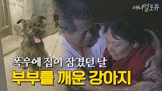 자신을 아껴준 노부부에게 위험을 알리기 위해 묶여있던 줄을 풀고 달려온 강아지 | KBS 특종사건파일 010808 방송