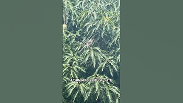 Birds are building a NEST in my Mango tree 🥭 #floridagardening #birdwatching #birdsnest