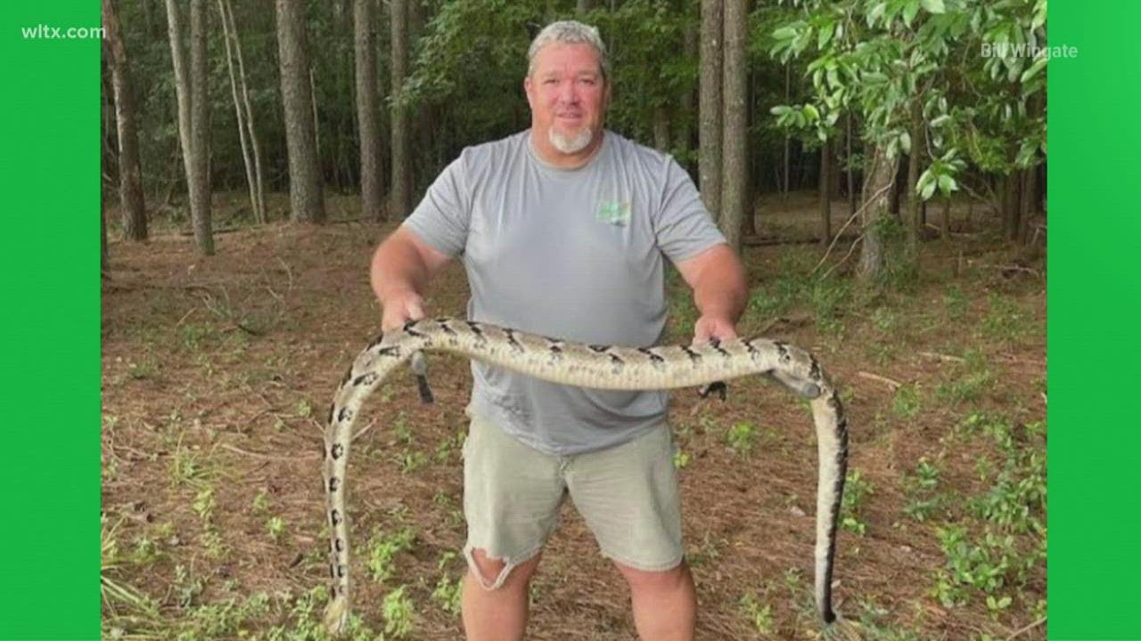 giant-rattlesnake-found-and-killed-in-manning-youtube