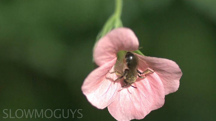 Fly Eats Fly in Slow Motion - The Slow Mo Guys