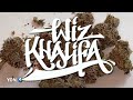 KHALIFA COOKIE 🔥 • Wiz Khalifa Strain Review • 420 Dank