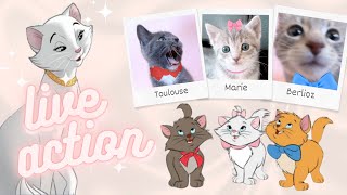 Meet The Shelter Kittens That Are Actually Disney Characters | The Aristocats by Anna Fosters 3,197 views 5 months ago 3 minutes, 11 seconds