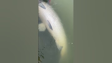 Gặp hàng khủng.Tuan Fisingh.câu cá giải trí….