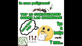 TOP 10 curiosidades sobre las hormigas