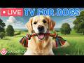24 Hours Of Dog TV Calming Music For Dog Sleep Soothing Dog Music For Stress And Anxiety Relief
