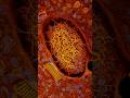 Why Cells Repair Damage Slower With Age