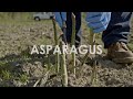 In Season Now | Asparagus