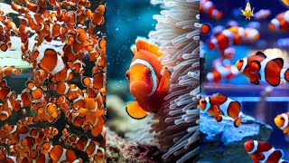 types of saltwater aquarium fishes | tropical reef fish by Dog Show World 11 views 2 months ago 5 minutes, 19 seconds