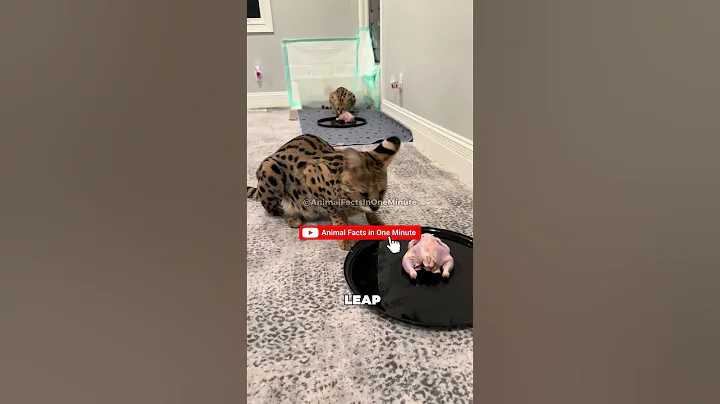 Video 11802551: domestic cat african serval, savannah cat, little savannah, cat born, pet house, pets meet