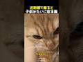 近距離で撮ると子供みたいに怒る猫