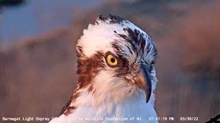 Barnegat Light Osprey Cam Highlight / Oh 82, Who Are You!? by Conserve Wildlife Foundation of NJ 1,284 views 2 years ago 1 minute, 44 seconds