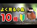 この鳥、知ってる?初心者でもわかる野鳥の生態と見つけ方!