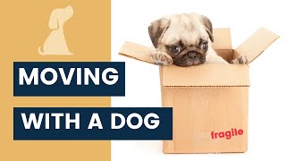 Moving with a Dog  Tips to Make the Transition Easier