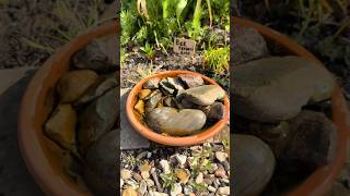 WATER FOR WILDLIFE as well as the plants #inmygarden #gardenwildlife #gardenbirds #wateringtips