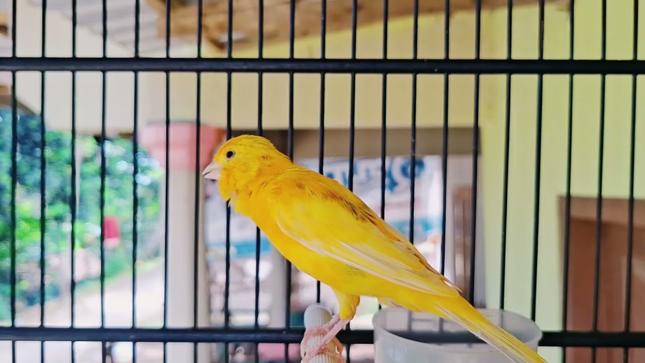 Masteran kenari gacor dor