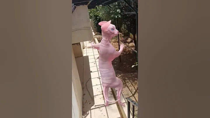 Watch the video about #cat #crazy #funny #catimama #lol #kitten #cute #explore #sphynx