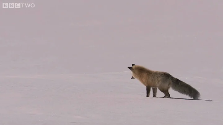 Fox Snow Dive - Yellowstone - BBC Two - DayDayNews