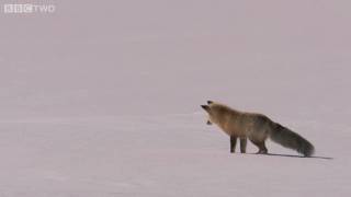 Fox Snow Dive - Yellowstone - BBC Two thumbnail