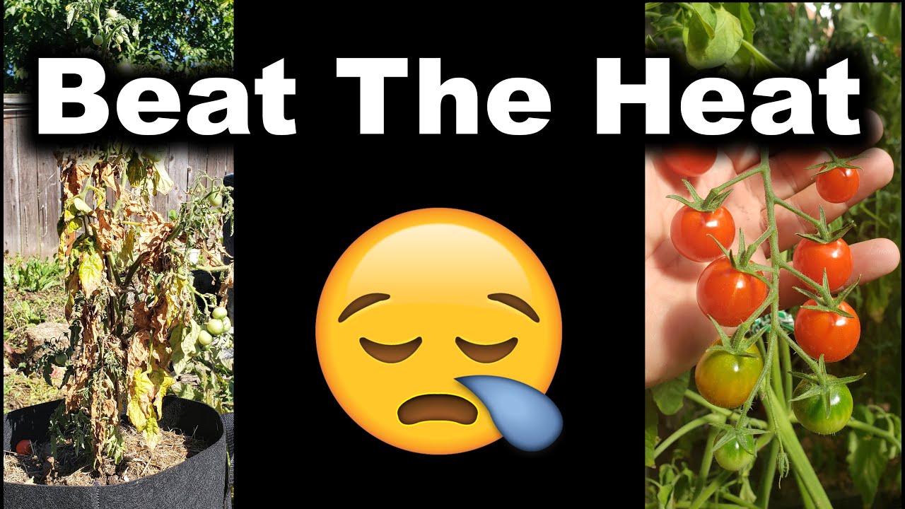 5 Ways To Beat The Summer Heat And Avoid Drought In Your Garden - YouTube