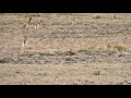 Lycalopex culpaeus &quot;zorro andino&quot; - Huyendo de las vicuñas