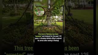 You are talking about the famous "Chained Tree" or "Prisoner Tree" located in the Landi Kotal