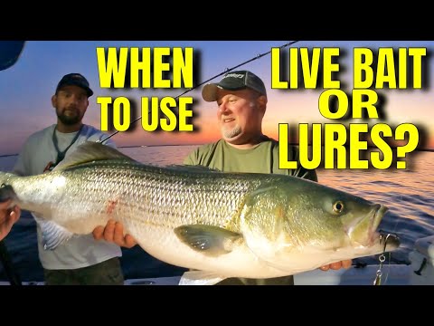 Striper Fishing Pros Don T Want Beginners To Know This How To Catch Striped Bass Live Bait Spoons 