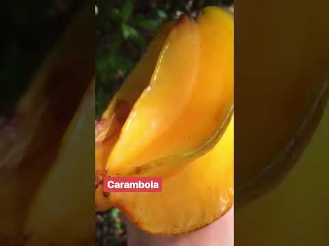 Video: Etrog Fruit Information - Šta je etrog i njega Citron