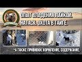 Опыт владения лайкой. Натаск. Прививки. Кормление. Охота с собакой в тайге.