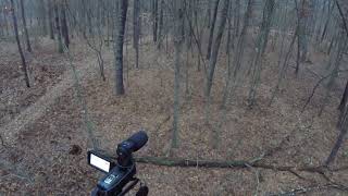 Massive Deer Herd How Many Do You Count? One Gives Me A Shot.
