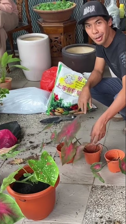 Keladi Kayangan & Bangsawan