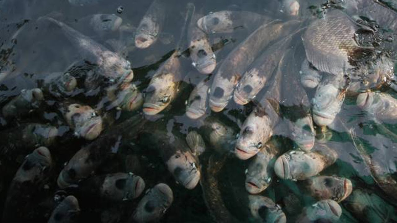 PALING MUDAH! CARA BUDIDAYA GURAME DALAM EMBER BUDIKDAMBER!