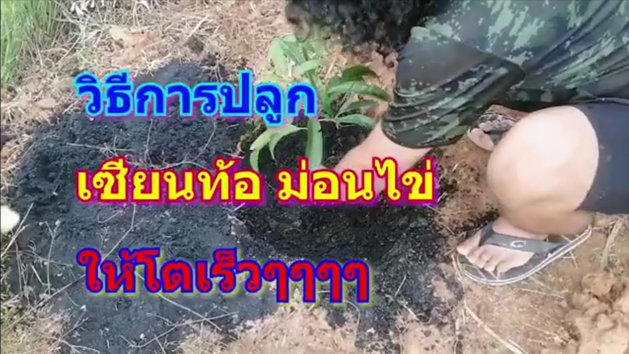 วิธีปลูกต้นเซียนท้อยักษ์​พันธุ์​รักบี้​ ปลูก​ต้นม่อนไข่