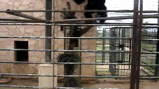 Mallorca Zoo Affe dreht durch
