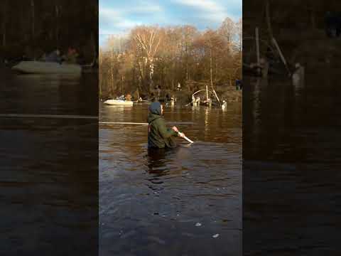 Корюшка идет. Черпают пауком. Нет мест. Водосливной канал - Шипучка.