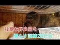 狂暴な野良猫を慣らす訓練28日目！最初と最後に激変