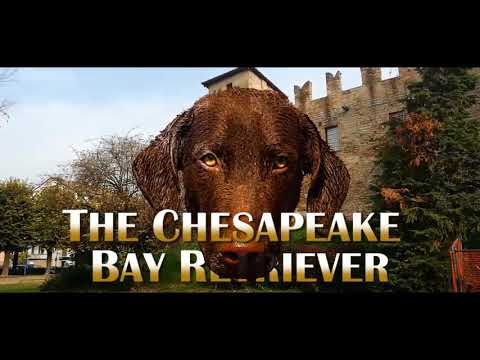 Video: Pas Pasme Pasa Chesapeake Bay Retriever Hipoalergena, življenjska Doba In življenjska Doba